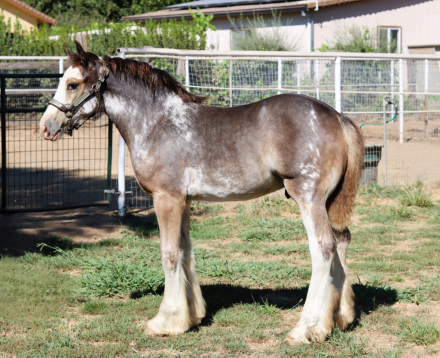 HorseID: 2300855 DMS ROYAL SPLASH - PhotoID: 1082527