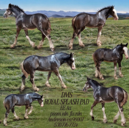 HorseID: 2300855 DMS ROYAL SPLASH - PhotoID: 1082528