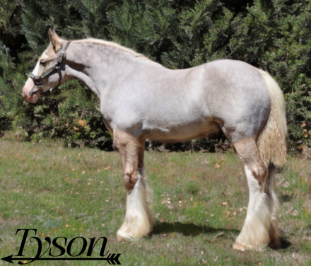 HorseID: 2300857 DMS Royal Tyson - PhotoID: 1082533