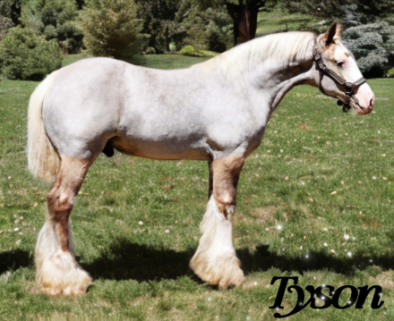 HorseID: 2300857 DMS Royal Tyson - PhotoID: 1082534