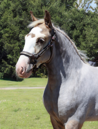 HorseID: 2300857 DMS Royal Tyson - PhotoID: 1082536