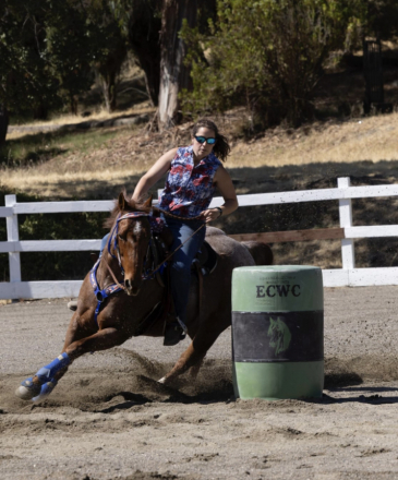 HorseID: 2300866 BSF Peptoboom - PhotoID: 1082540