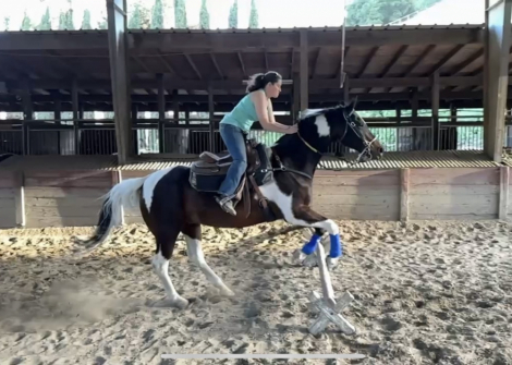 HorseID: 2300868 Harley - PhotoID: 1082541