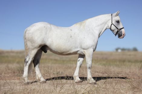 HorseID: 2300880 Sampson - PhotoID: 1082552