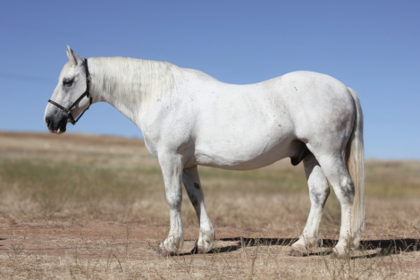 HorseID: 2300880 Sampson - PhotoID: 1082553