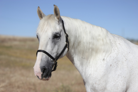 HorseID: 2300880 Sampson - PhotoID: 1082554