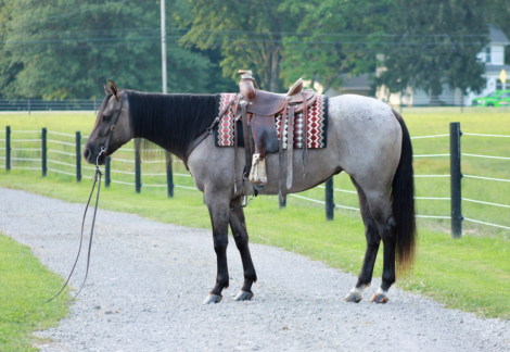 HorseID: 2300908 BONNETS GO GO GIRL - PhotoID: 1082589