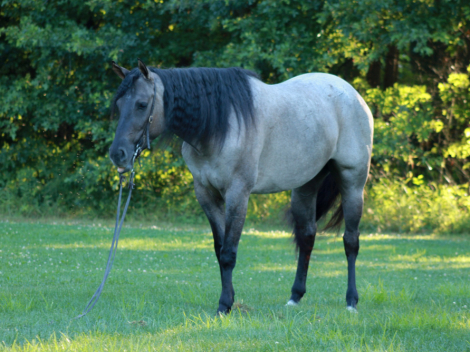 HorseID: 2300908 BONNETS GO GO GIRL - PhotoID: 1082590
