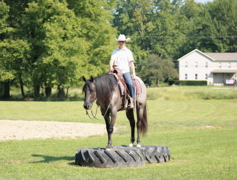 HorseID: 2300908 BONNETS GO GO GIRL - PhotoID: 1082594