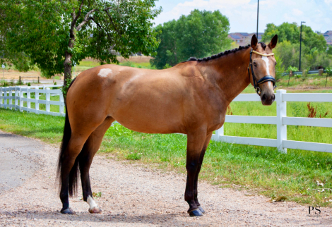 HorseID: 2300933 Moneypenny - PhotoID: 1082606