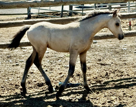 HorseID: 2300937 Evans Azar The Flame - PhotoID: 1082609