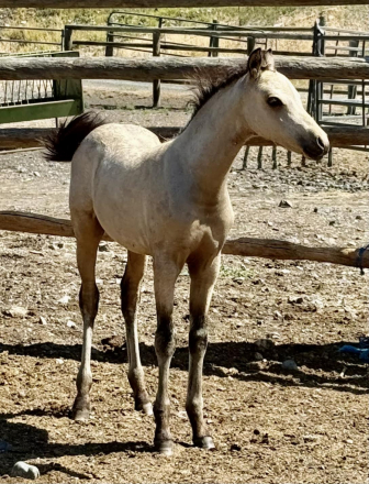 HorseID: 2300937 Evans Azar The Flame - PhotoID: 1082610