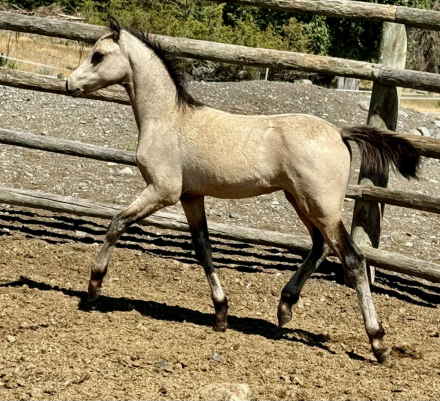 HorseID: 2300937 Evans Azar The Flame - PhotoID: 1082611