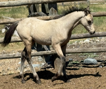 HorseID: 2300937 Evans Azar The Flame - PhotoID: 1082612