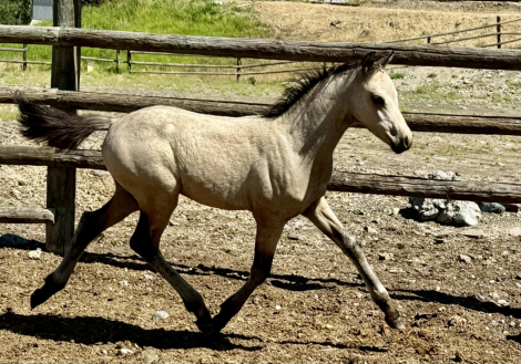 HorseID: 2300937 Evans Azar The Flame - PhotoID: 1082613