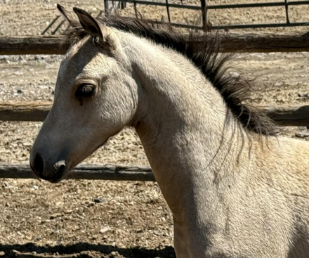 HorseID: 2300937 Evans Azar The Flame - PhotoID: 1082614