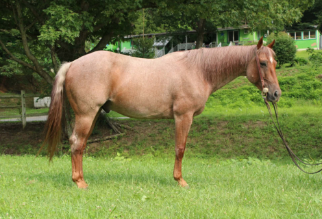 HorseID: 2300944 PLENTY METAL TWIST - PhotoID: 1098391