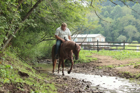 HorseID: 2300944 PLENTY METAL TWIST - PhotoID: 1098392