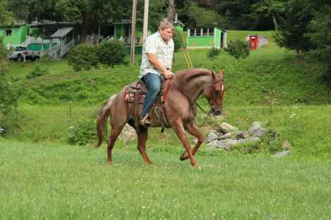 HorseID: 2300944 PLENTY METAL TWIST - PhotoID: 1098393