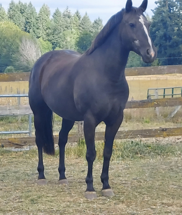 HorseID: 2300955 Aewen - PhotoID: 1082618