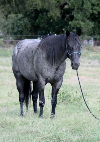HorseID: 2300961 RT BLUE ROWDY - PhotoID: 1082624