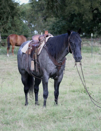 HorseID: 2300961 RT BLUE ROWDY - PhotoID: 1082625