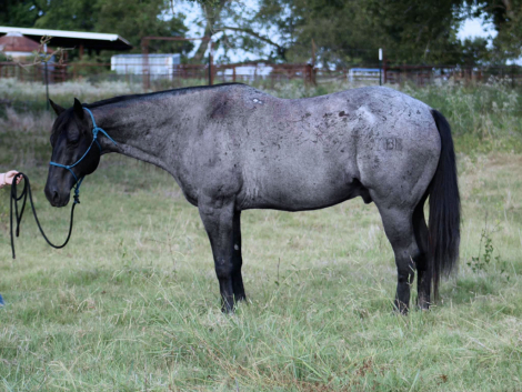 HorseID: 2300961 RT BLUE ROWDY - PhotoID: 1082626