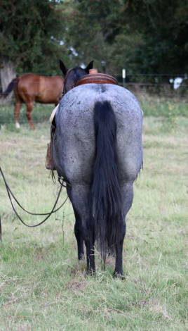 HorseID: 2300961 RT BLUE ROWDY - PhotoID: 1082627