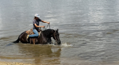 HorseID: 2300962 Latino Jazz - PhotoID: 1082621