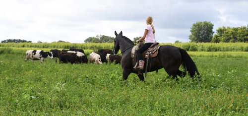 HorseID: 2300962 Latino Jazz - PhotoID: 1082622