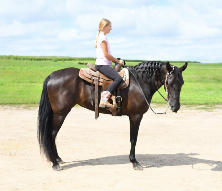 HorseID: 2300962 Latino Jazz - PhotoID: 1082623