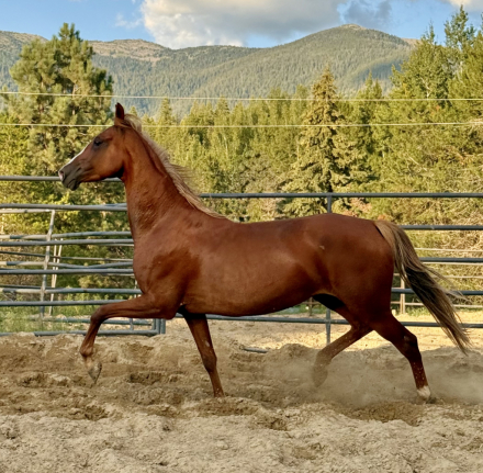 HorseID: 2301033 Dream Ticket - PhotoID: 1082771