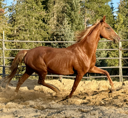 HorseID: 2301033 Dream Ticket - PhotoID: 1082772