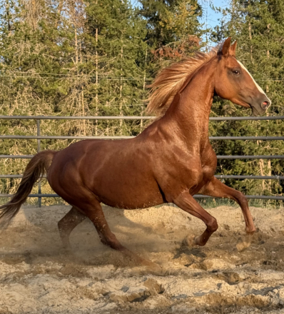 HorseID: 2301033 Dream Ticket - PhotoID: 1082773