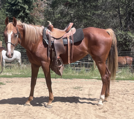 HorseID: 2301033 Dream Ticket - PhotoID: 1082774