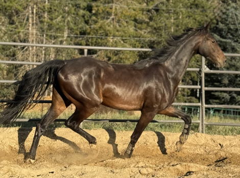 HorseID: 2301035 STARK RAVEN NUTS - PhotoID: 1082775