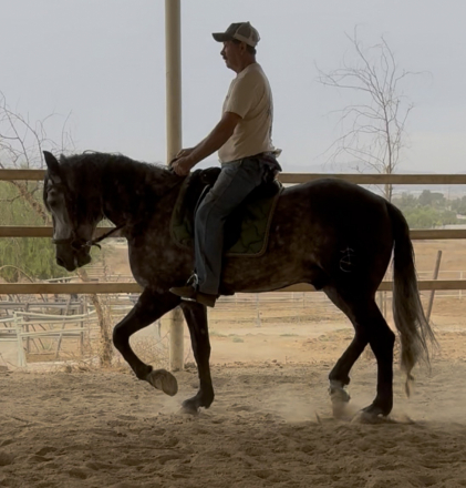 HorseID: 2301036 Luxor - PhotoID: 1099000