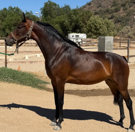 HorseID: 2301048 WTS THE LEGACY LIVES ON - PhotoID: 1082749