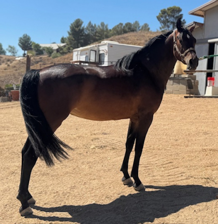 HorseID: 2301048 WTS THE LEGACY LIVES ON - PhotoID: 1082750