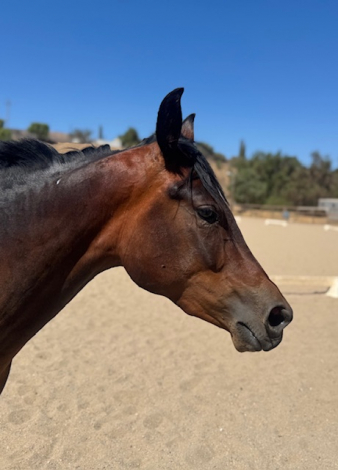 HorseID: 2301048 WTS THE LEGACY LIVES ON - PhotoID: 1082751