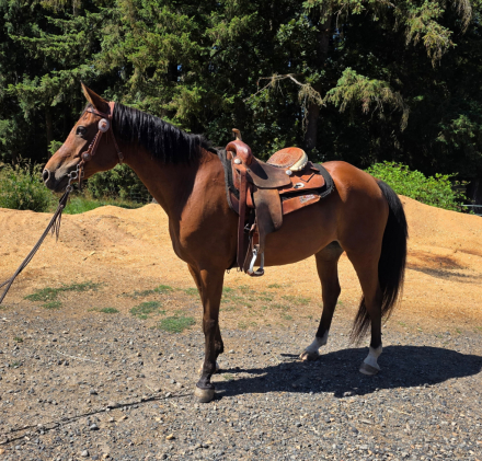 HorseID: 2301064 Rosie's Southern Belle - PhotoID: 1082716