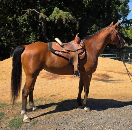 HorseID: 2301064 Rosie's Southern Belle - PhotoID: 1082717