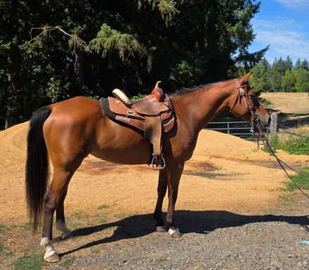 HorseID: 2301064 Rosie's Southern Belle - PhotoID: 1082718