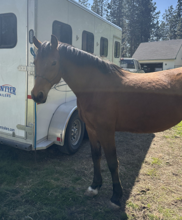 HorseID: 2301064 Rosie's Southern Belle - PhotoID: 1082719