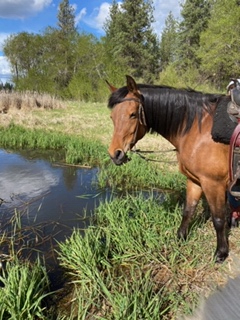 HorseID: 2301064 Rosie's Southern Belle - PhotoID: 1082720