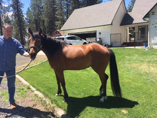 HorseID: 2301064 Rosie's Southern Belle - PhotoID: 1082721