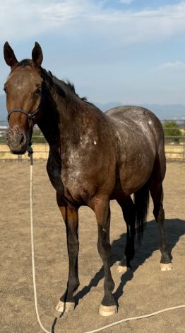 HorseID: 2301075 Dark Star MHF - PhotoID: 1082783