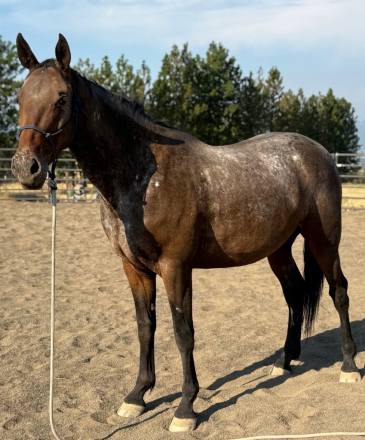 HorseID: 2301075 Dark Star MHF - PhotoID: 1082784