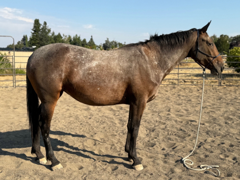 HorseID: 2301075 Dark Star MHF - PhotoID: 1082785