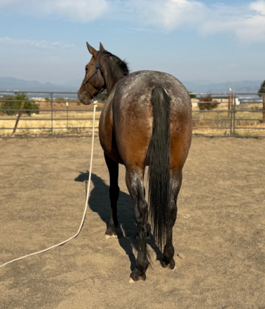 HorseID: 2301075 Dark Star MHF - PhotoID: 1082786